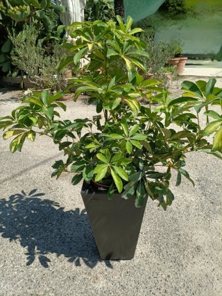 Pianta Schefflera con vaso in resina