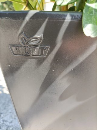 Pianta Schefflera con vaso in resina