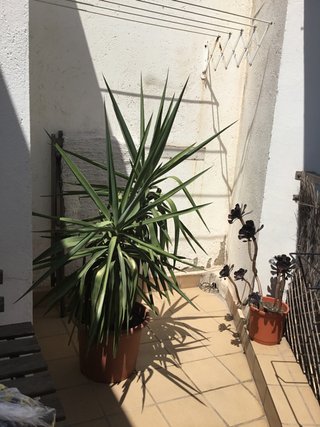 Planta Yuca en Maceta