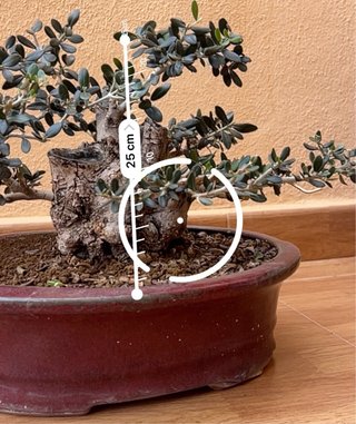 Bonsái Olivo Acebuche