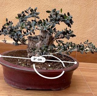 Bonsái Olivo Acebuche