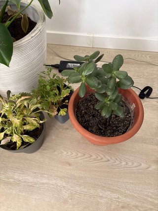 Plantas de interior todas juntas con masetas