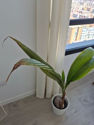 Palmera de coco con maceta blanca
