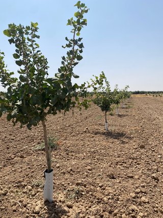 Pistacho Kerman