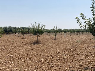 Pistacho Kerman