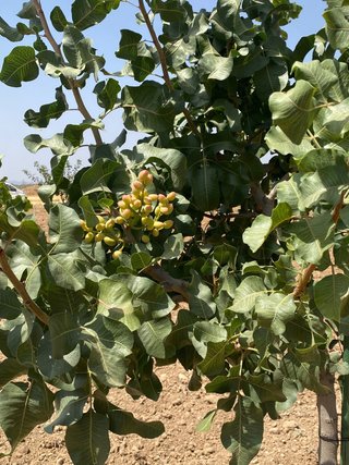 Pistacho Kerman