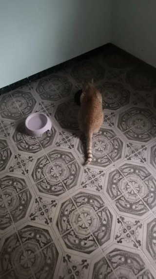 Servicio cuidado gatos a domicilio