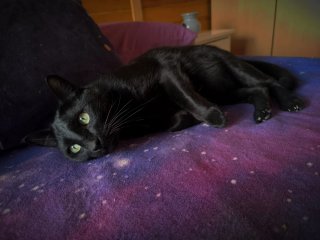 Servicio cuidado gatos a domicilio