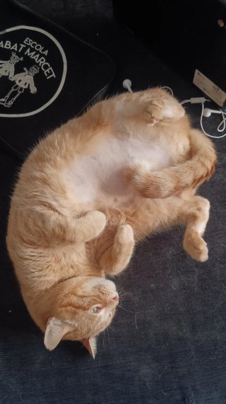 Servicio cuidado gatos a domicilio