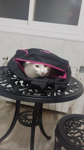 Servicio cuidado gatos a domicilio