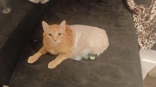 Servicio cuidado gatos a domicilio