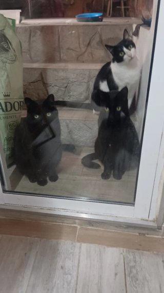 Servicio cuidado gatos a domicilio