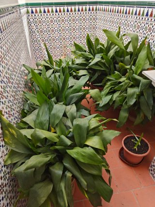 Macetas Aspidistra, pilistra XXL 13 macetas tupida