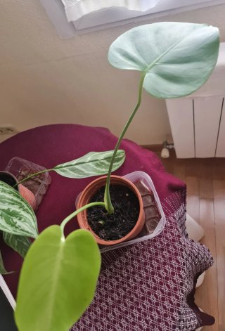Monstera Deliciosa pequeña.