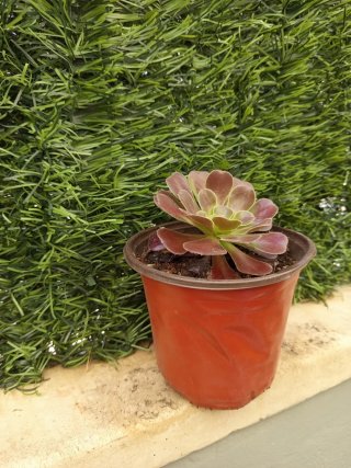 Planta suculenta Aeonium