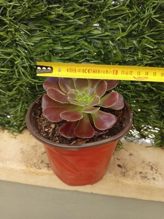 Planta suculenta Aeonium
