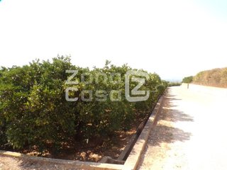 FINCA RUSTICA O CAMPO EN CARCAIXENT