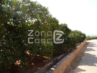 FINCA RUSTICA O CAMPO EN CARCAIXENT