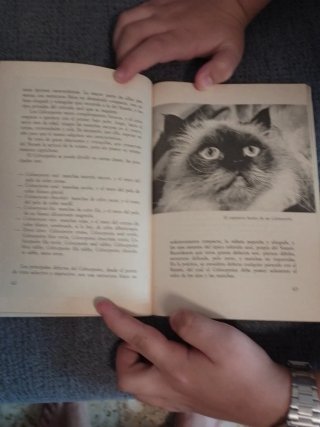 Libro Los gatos de pelo largo