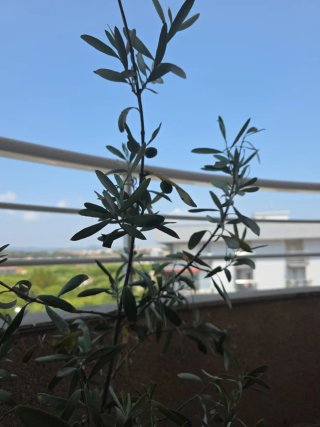 Planta de olivo .Olivo frutal.