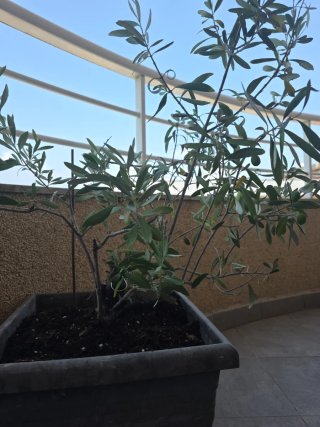 Planta de olivo .Olivo frutal.
