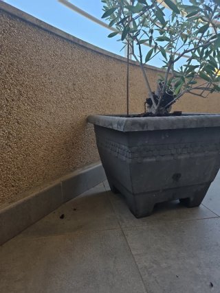 Planta de olivo .Olivo frutal.