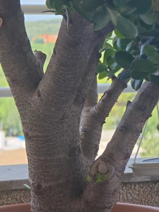 Planta de interior/exterior en maceta