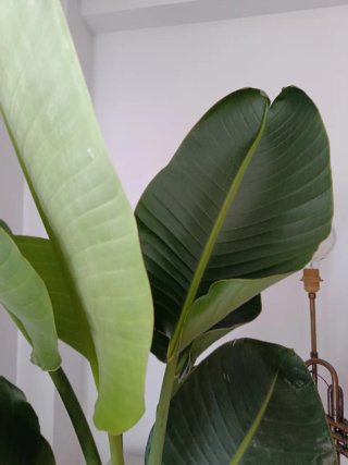 Planta Ave del Paraíso Grande