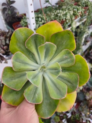 Echeveria sunset pheony 12cm