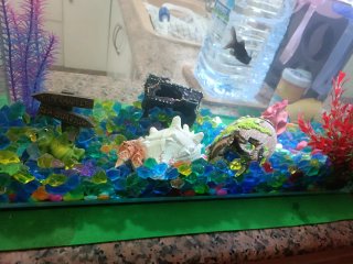 Acuario con decoración