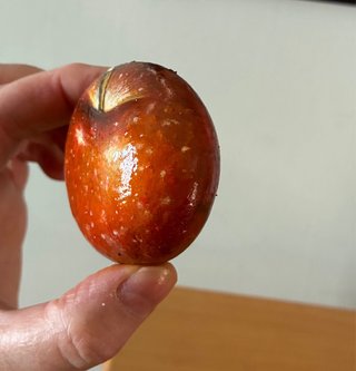 Mela sasso di mare dipinta a mano
