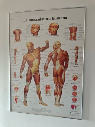 Masajista Deportivo/Quiropráctico