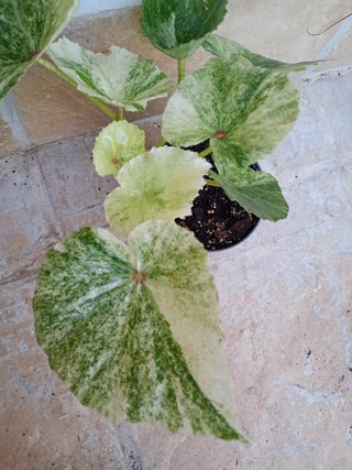 Begonia Rouge variegata