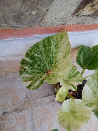 Begonia Rouge variegata
