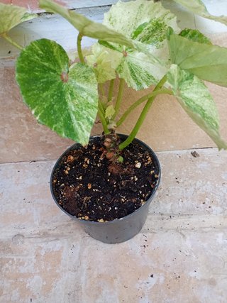 Begonia Rouge variegata