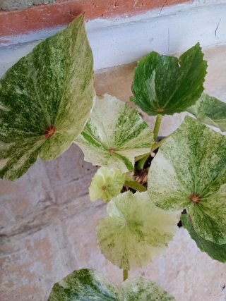 Begonia Rouge variegata