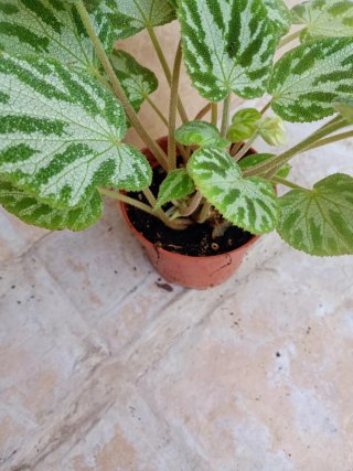 Begonia silver jewell