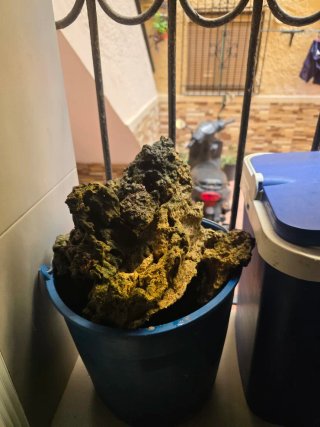 Rocas vivas para acuario marino