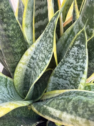 Planta Sansevieria en maceta