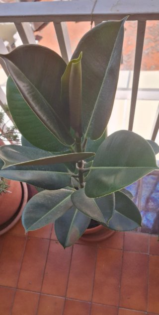 Ficus Elástica Planta