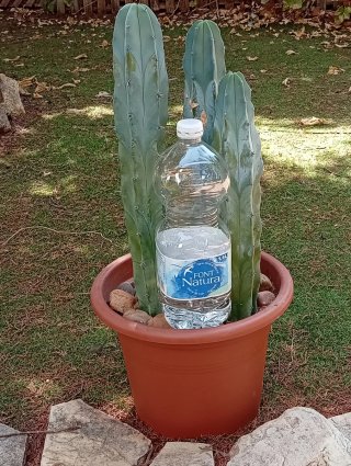 Trío Cactus Garambullo Grandes Azul Decoración