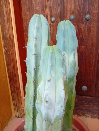 Trío Cactus Garambullo Grandes Azul Decoración