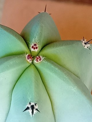 Trío Cactus Garambullo Grandes Azul Decoración