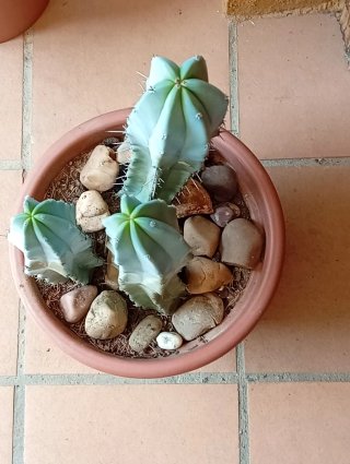 Trío Cactus Garambullo Grandes Azul Decoración