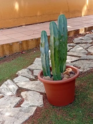 Trío Cactus Garambullo Grandes Azul Decoración