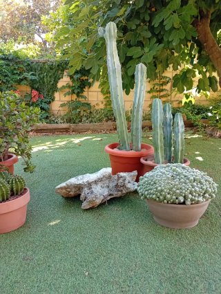 Trío Cactus Garambullo Grandes Azul Decoración