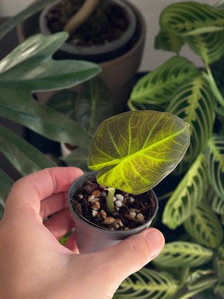 Alocasia Regal Shields Planta