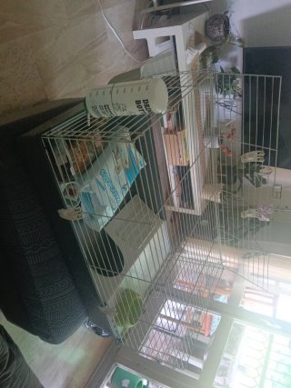 Jaula para conejo o roedores