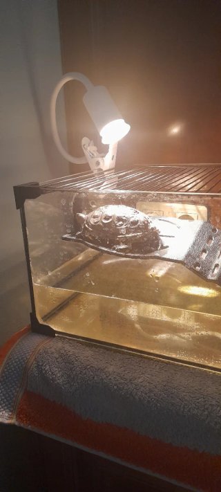 Tortuga de agua con pecera, filtro y comida LLEIDA