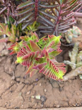 Crassula capitella